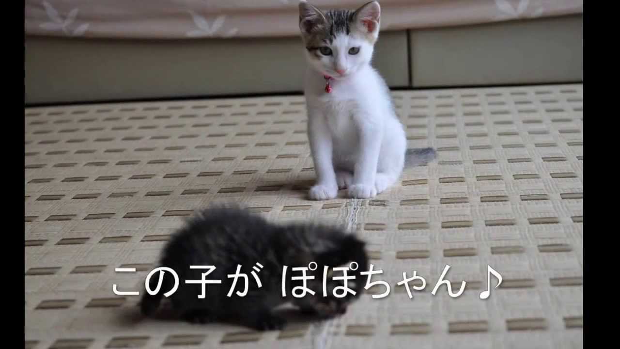 生後５日の仔猫を保護!!!