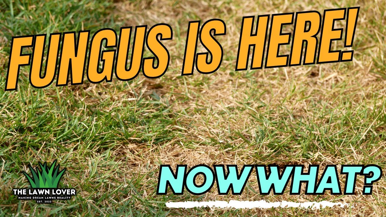 Is Fungus Destroying Your Lawn? WATCH THIS #diylawncare