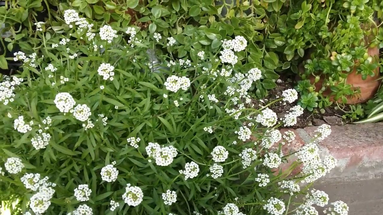 La belleza de Alyssum o Panalillo!!