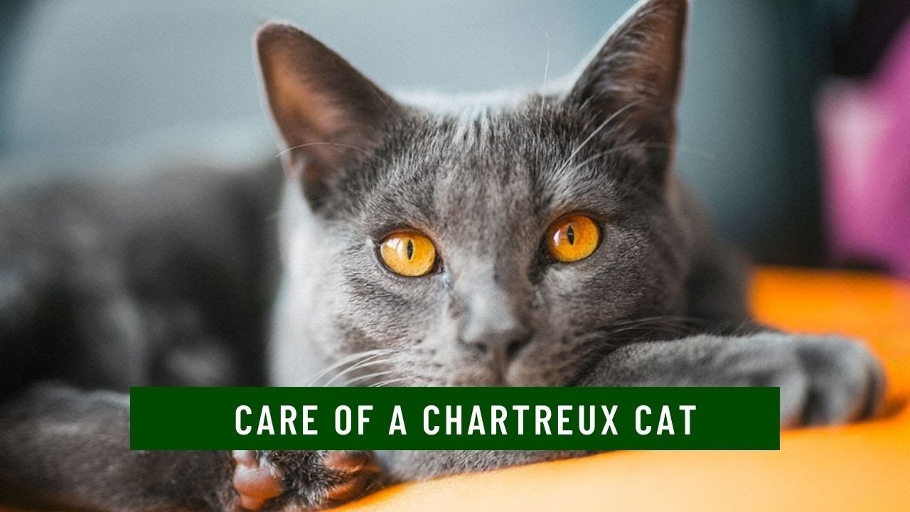 How to take care of a Chartreux Cat updated 2021