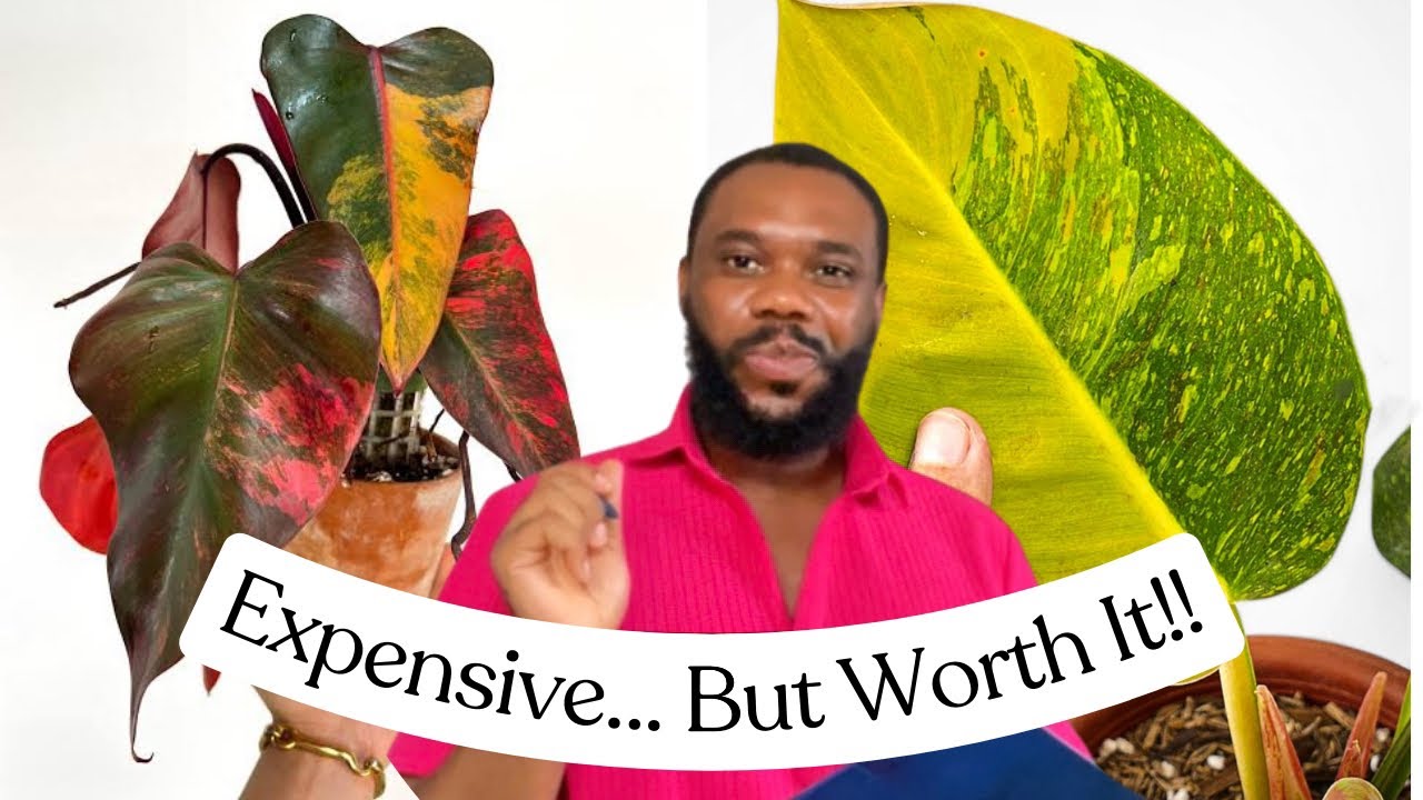 Expensive Plants Worth Your Money! (According to my Rich Plant Friends)