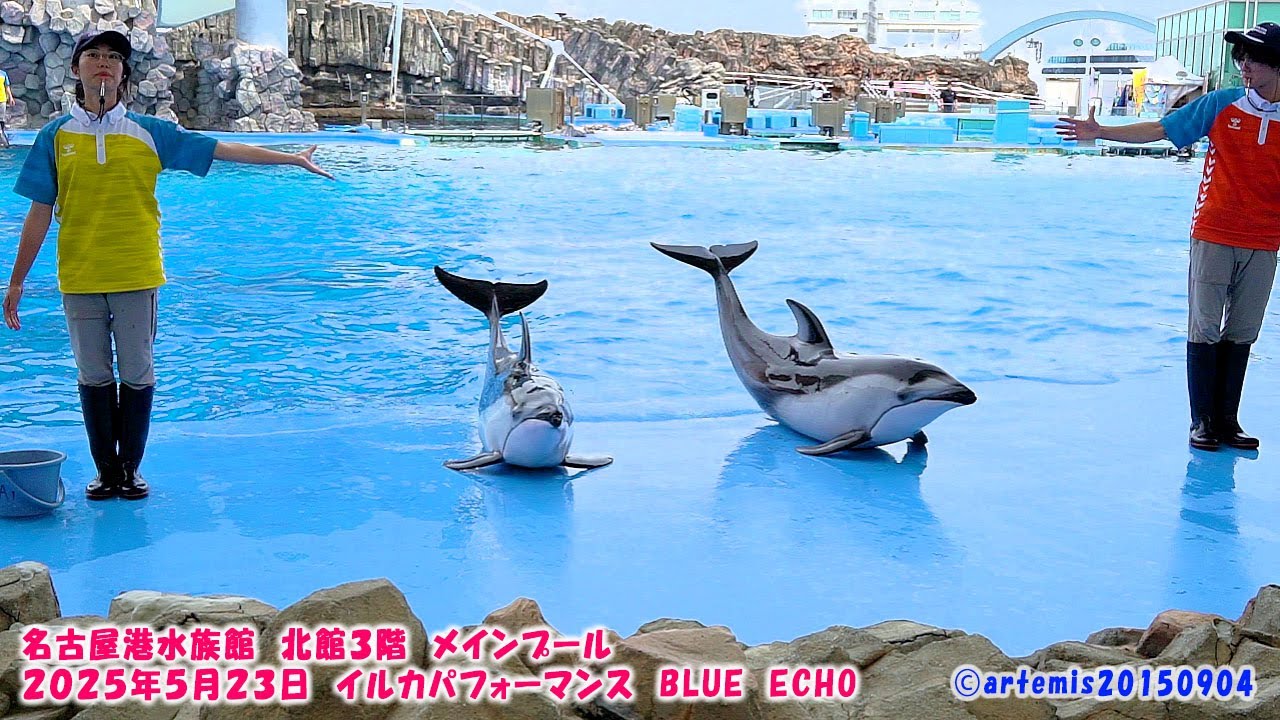 名古屋港水族館　北館３階昼頃　メインプール　２０２５年５月２３日　イルカパフォーマンス　ＢＬＵＥ　ＥＣＨＯ