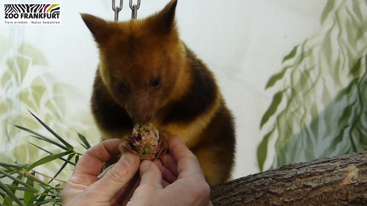 Baumkänguru-Jungtier ALUNA mit Mama WIMBE beim Training/ Zoo Frankfurt