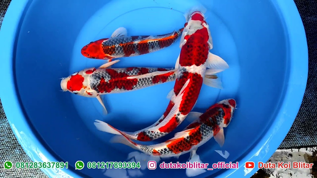 Stok Terbatas! Koi Goshiki, Perbedaan Goshiki Racing dan Goshiki Kuro #ikankoighosiki