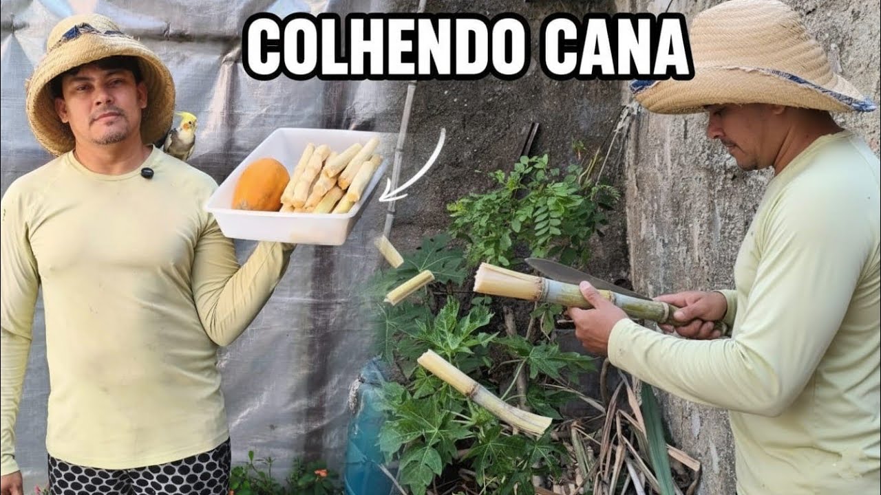 Colheita de cana e mamão 