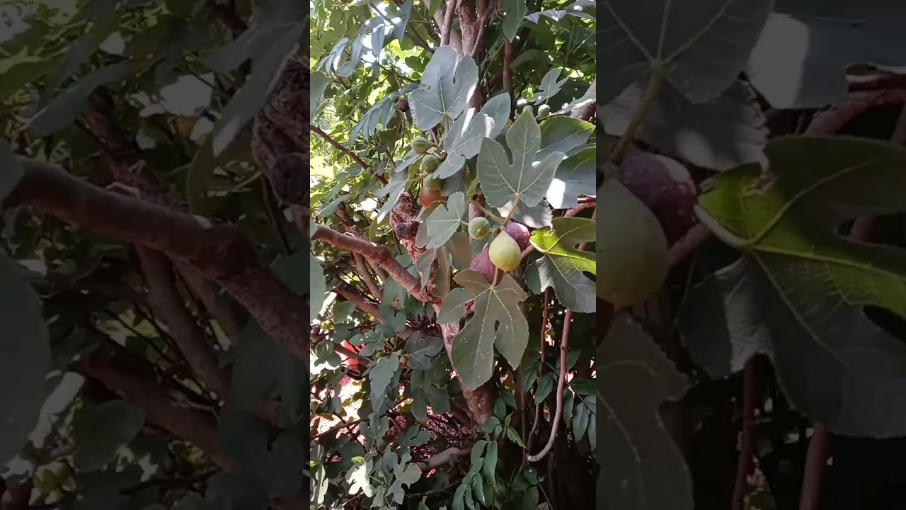 fig tree check