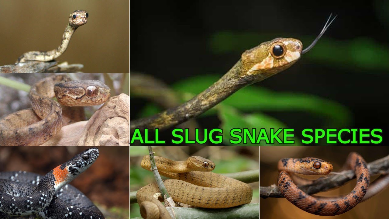 All Slug eating Snake species/slug snakes/types of slug snakes