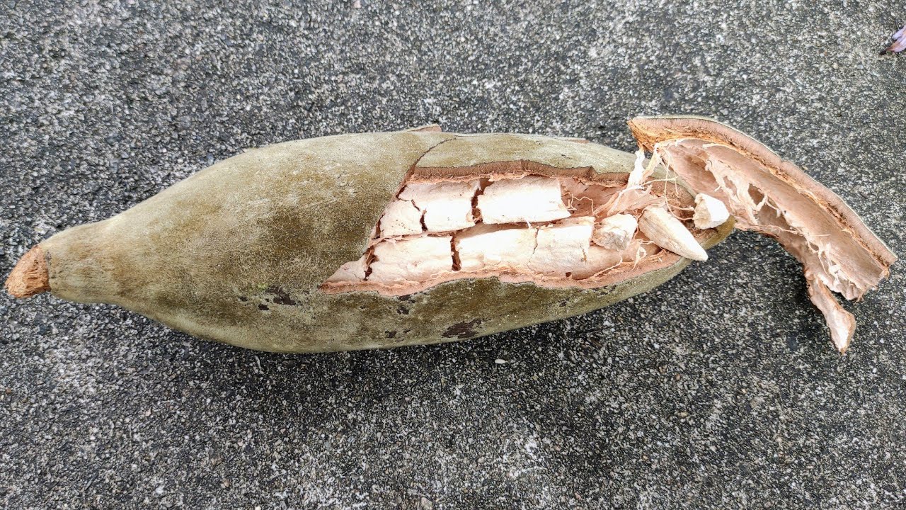 Tasting Baobab (Adansonia digitata) in a tropical Rainforest Climate