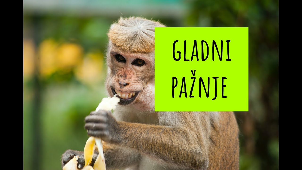 Manipulacija: osobe GLADNE PAŽNJE / dr. sc. Elvira Mlivić (Filaks)