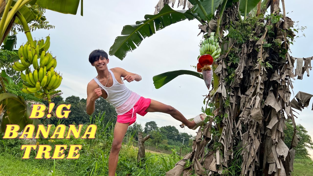 khabut vs big banana tree