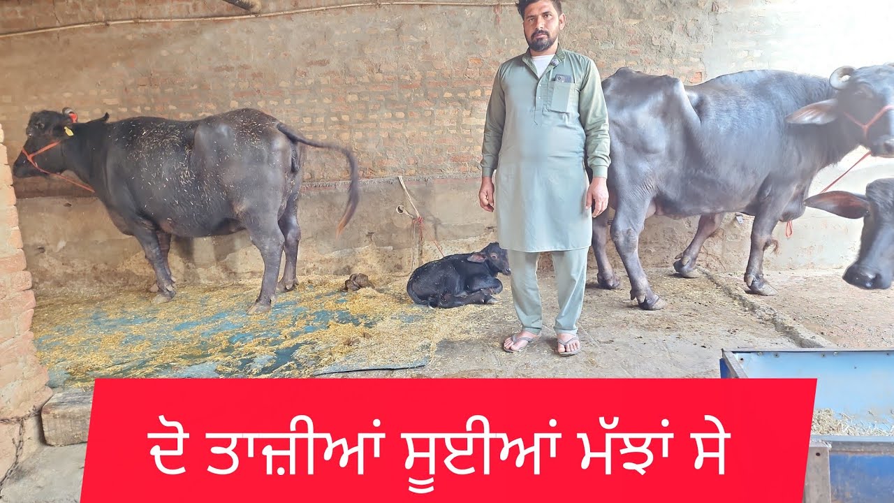 9463783498 ਤਾਜ਼ੀਆਂ ਸੂਈਆਂ ਮੱਝਾਂ ਸੇਲ ਪਿੰਡ ਜਗਜੀਤਪੁਰਾ ਜਿਲਾ ਬਰਨਾਲਾ #baffalo #🙏❤️👍👌🙏🙏🙏🙏🙏