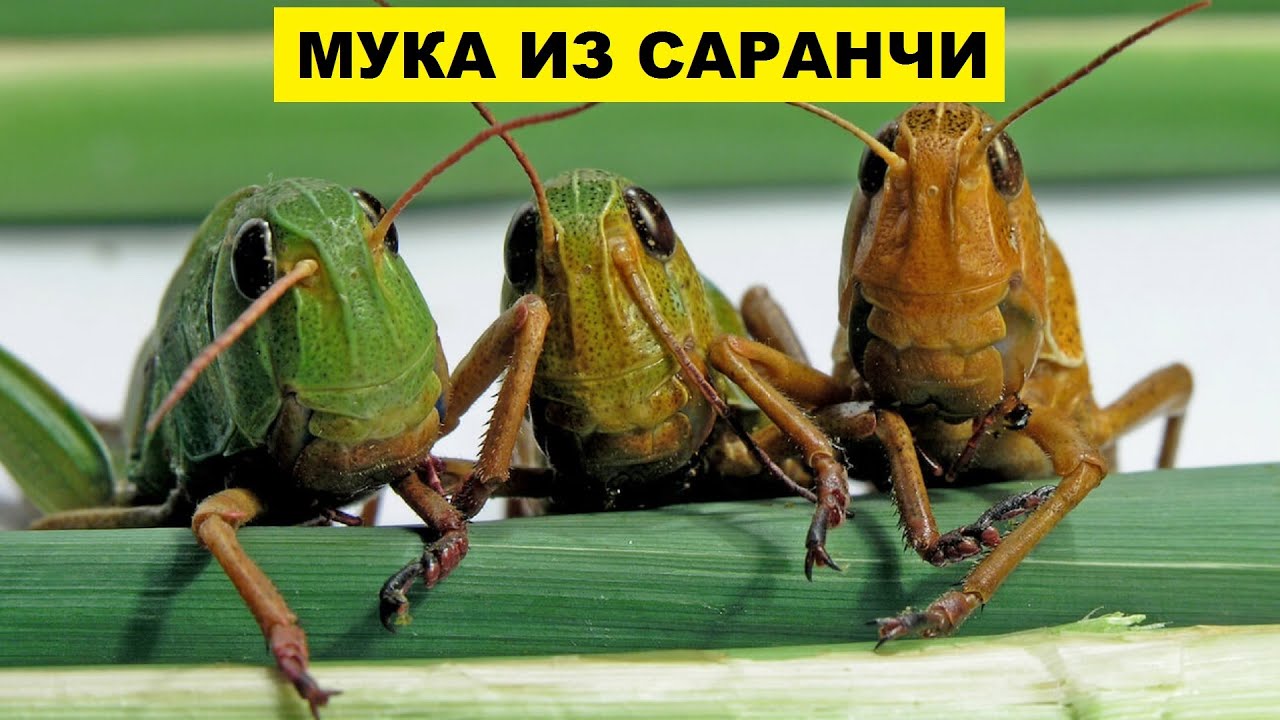 Производство муки из саранчи как бизнес идея | Мука из насекомых | Бизнес идеи | Саранча