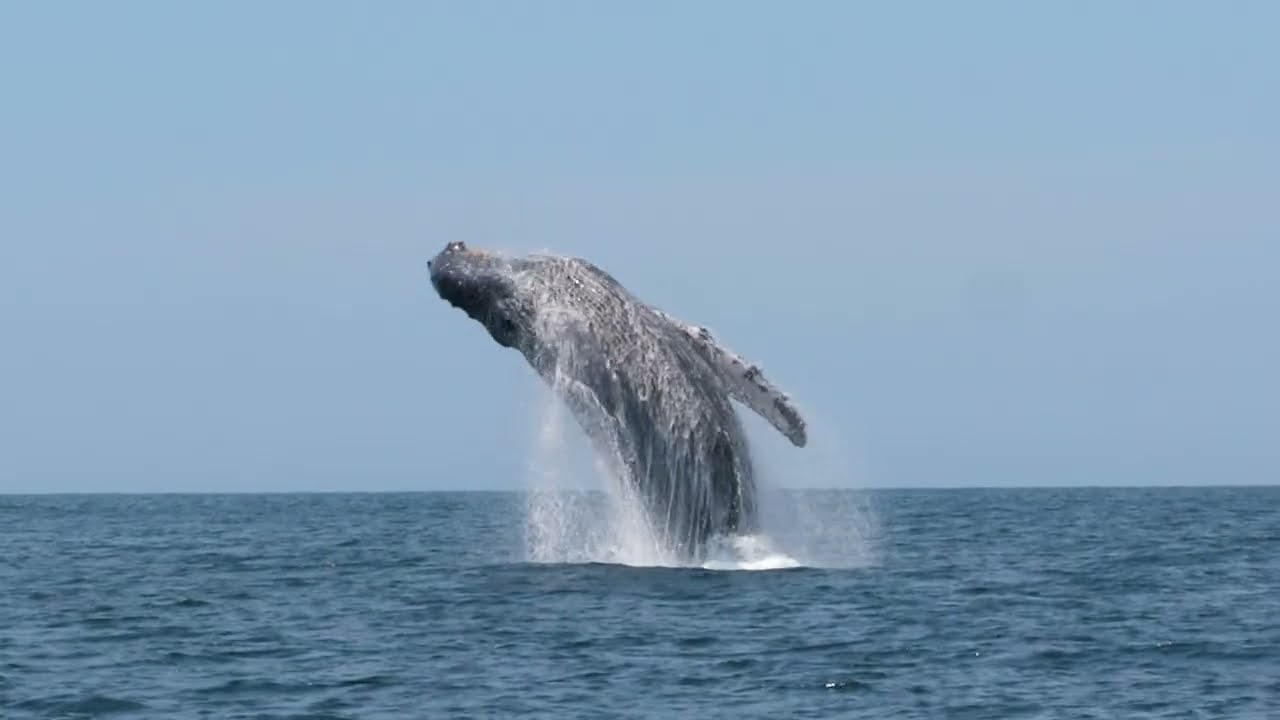 WhaleSpotter: See what lies ahead. Protect what lives below.