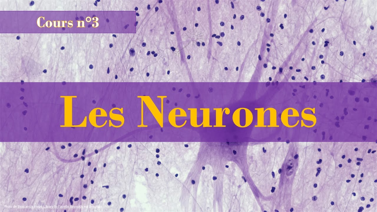 Neuropsychologie - Cours n°3  : Les neurones