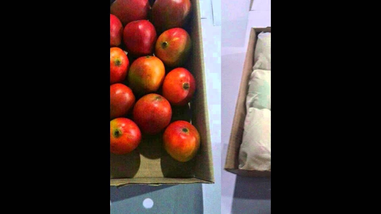 Alphonso Mango Exporter from India