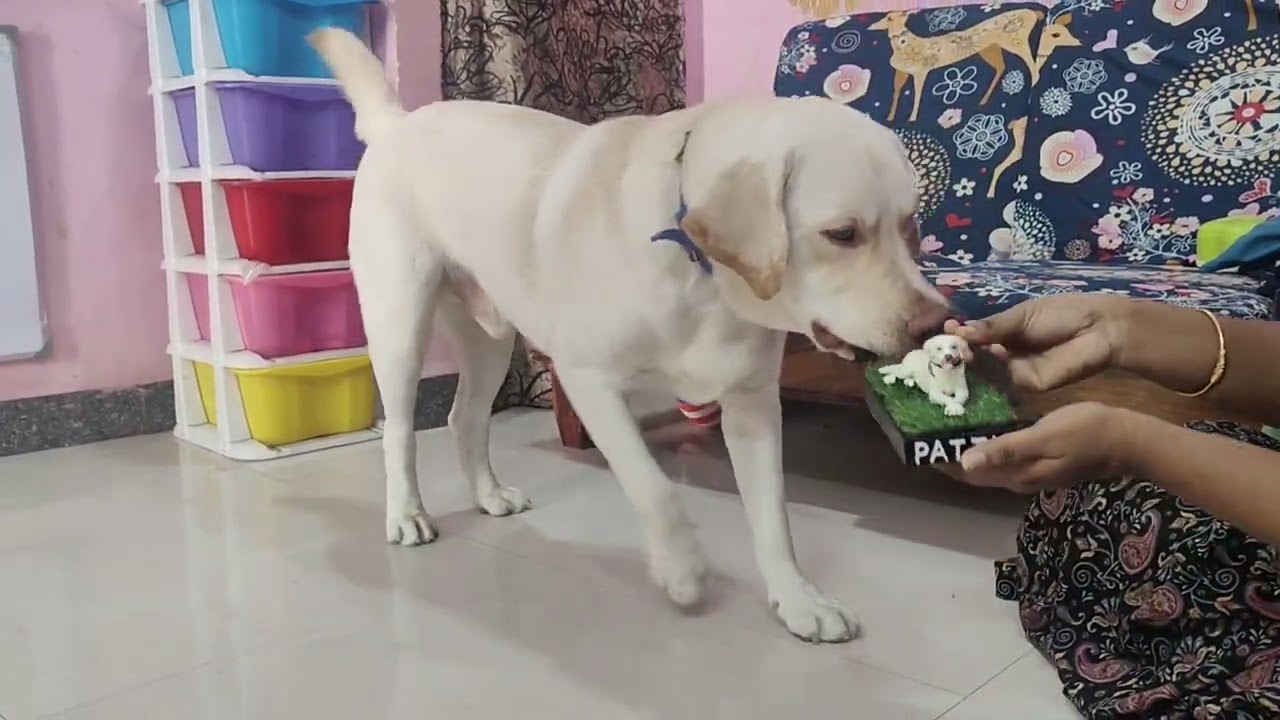 💥💥💥பட்டு.... நானே இல்லாம கூட இருப்பேன் ஆன leash இல்லாம இருக்க மாட்டேன்🔥🔥