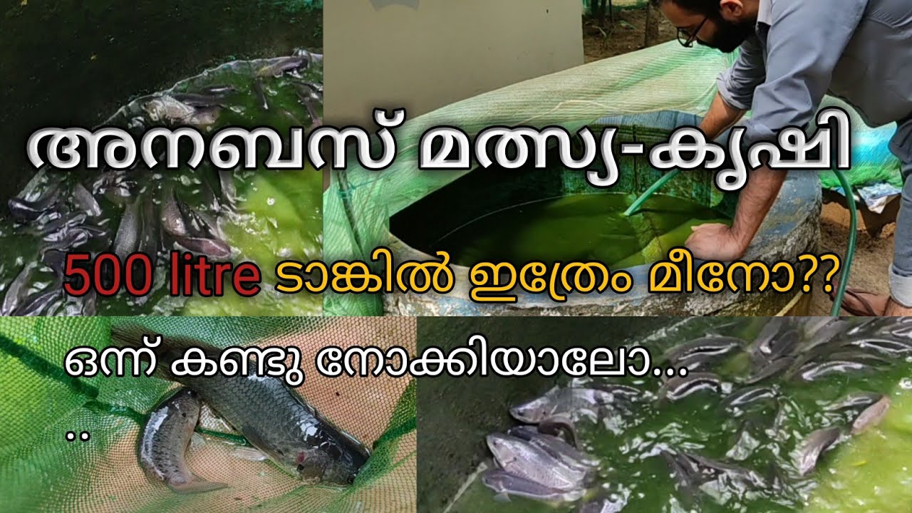 #Anabus#AnabusBreeding
അനബസ് മത്സ്യ കൃഷി|Anabus fish farming|ഈ ടാങ്കിൽ ഇത്രേം മീനോ🥰🐟🐟