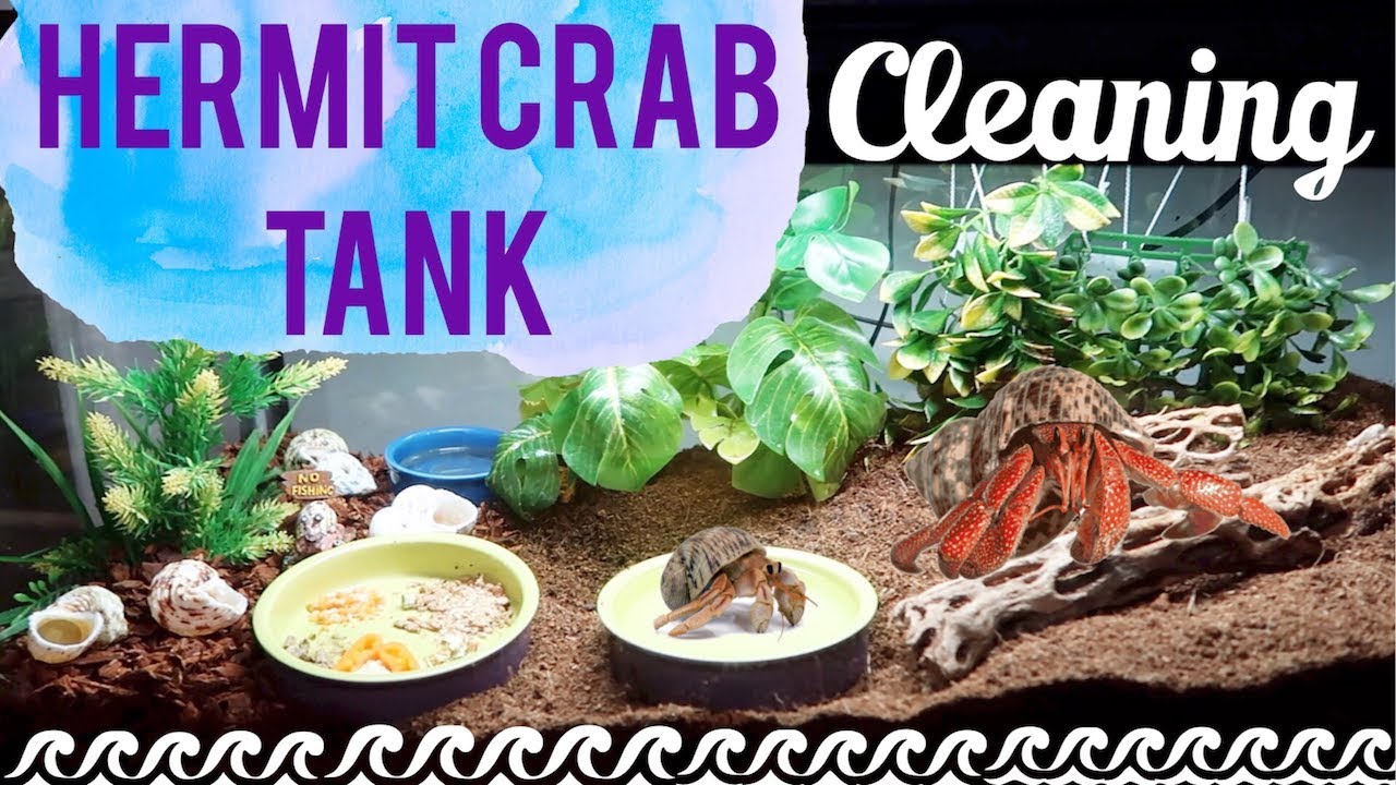 Hermit Crab Tank Setup & Tank Cleaning | Lori's Hartland