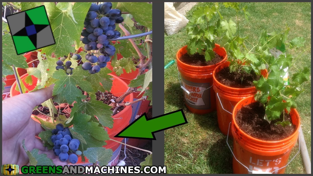 How to Grow Grapes in 5 gallon Buckets | Growing a Container Vineyard