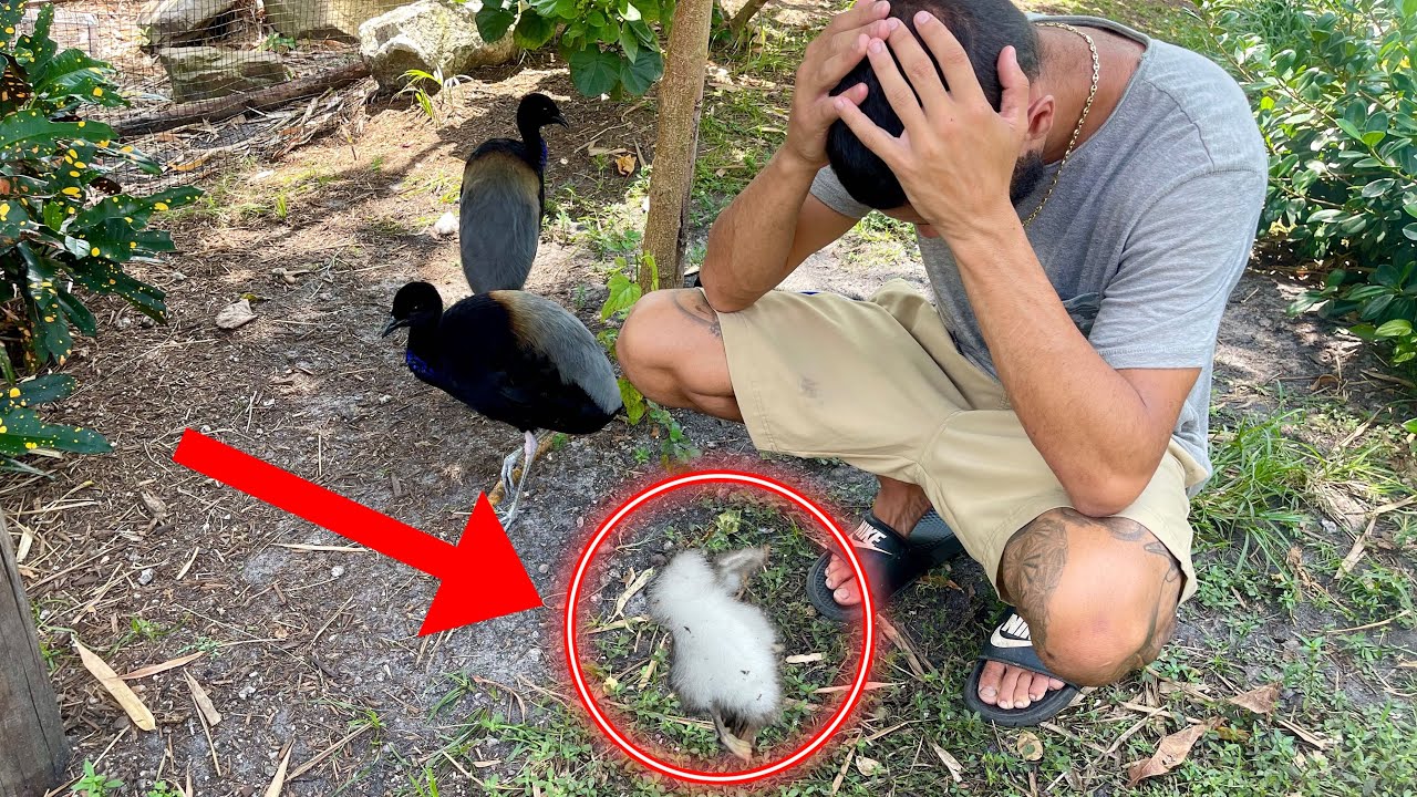 MY BIRDS KILLED THE BABIES IN AVIARY *OMG*