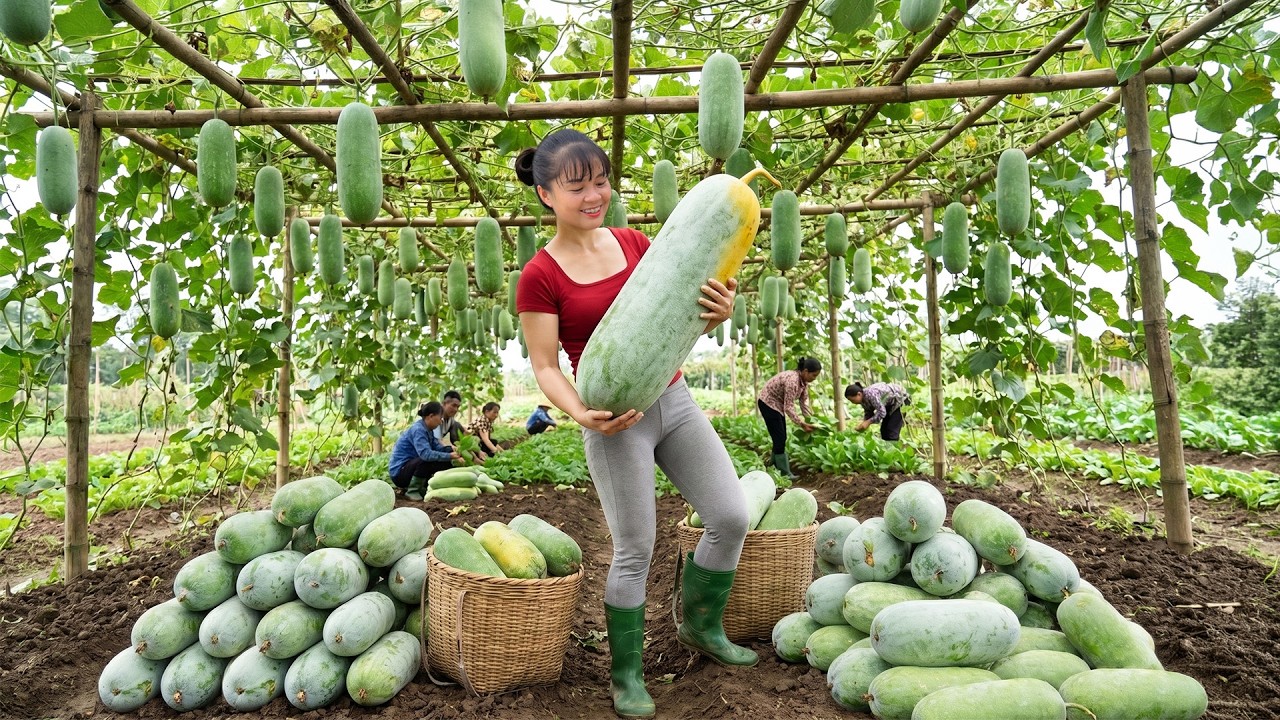 Big Squash Farm Harvest | Amazing Giant Squash Sold at Countryside Market
