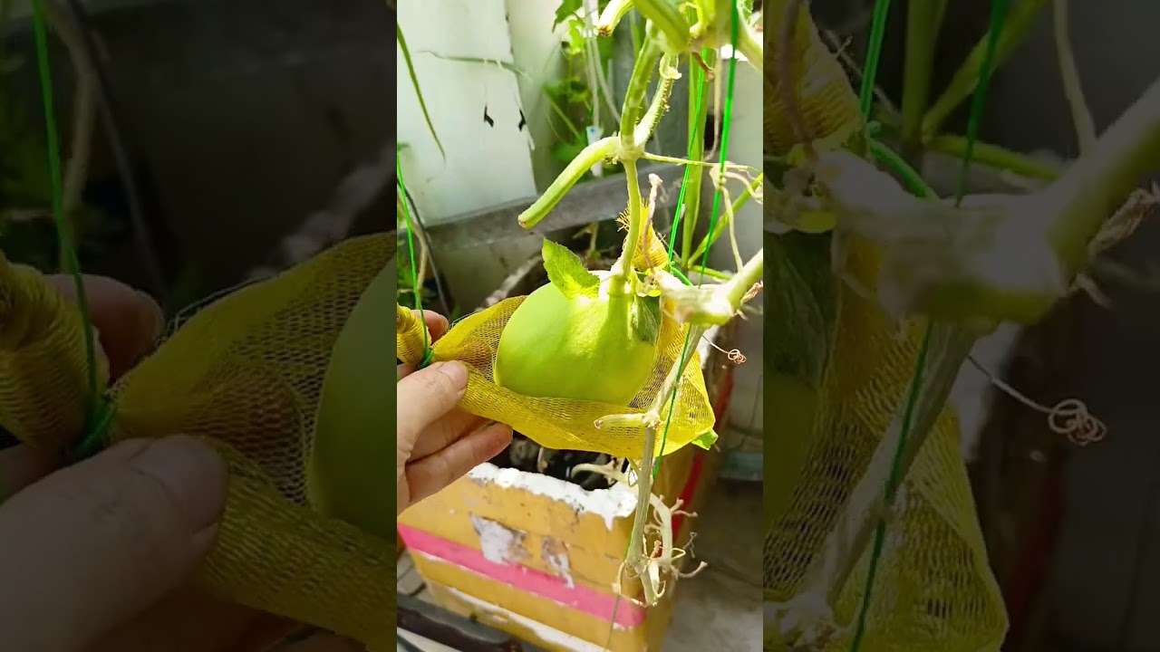 Vườn cây trên sân thượng 