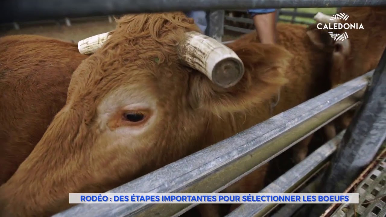 Rodéo : des étapes importantes pour sélectionner les boeufs