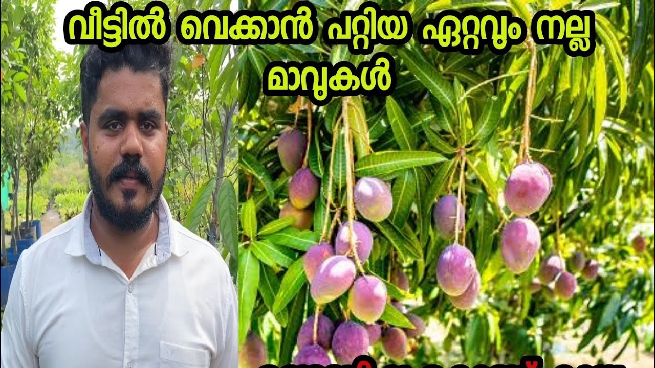 വീട്ടിൽ വെക്കാൻ പറ്റിയ ഏറ്റവും നല്ല മാവുകൾ രണ്ടുവർഷംകൊണ്ട് കായിക്കും #fruit #mengo #drum