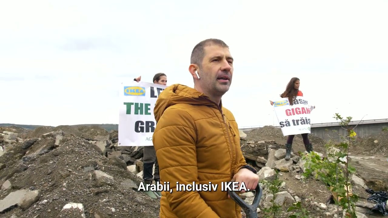 Plantare ilegala pentru a împiedica construcția noului magazin IKEA Iași