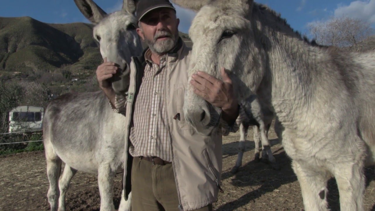 Manual del Burro Andaluz