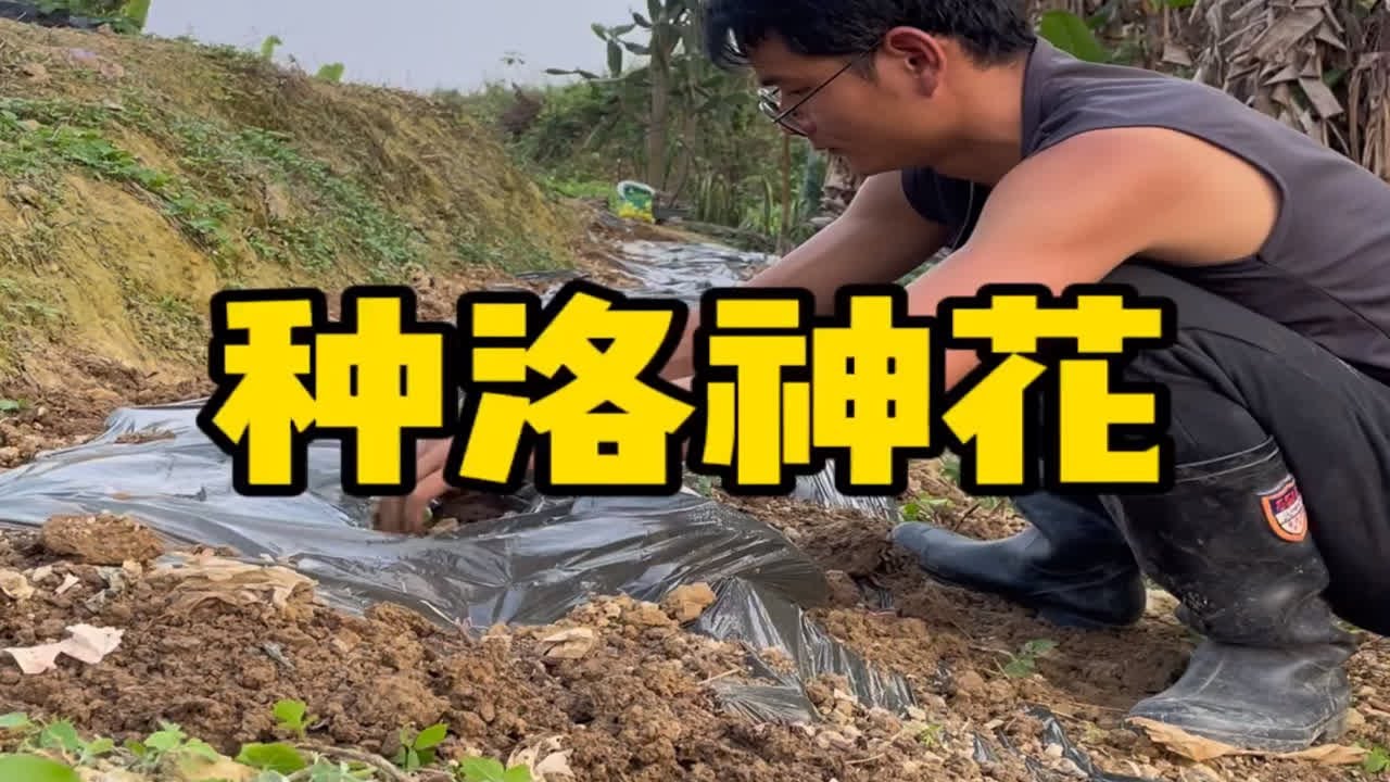 洛神花可以移栽了，从种子到红红的花朵，是辛勤劳作的见证