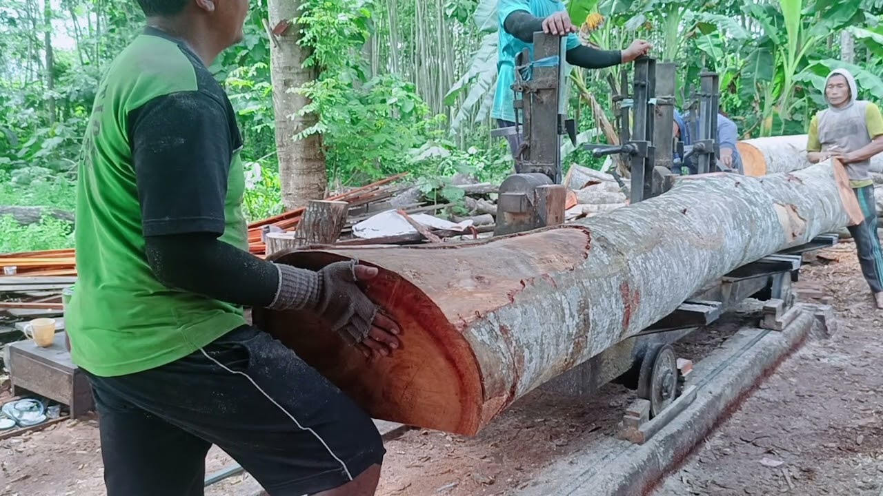 Kayu Albasia Merah Bakalan Blandar 