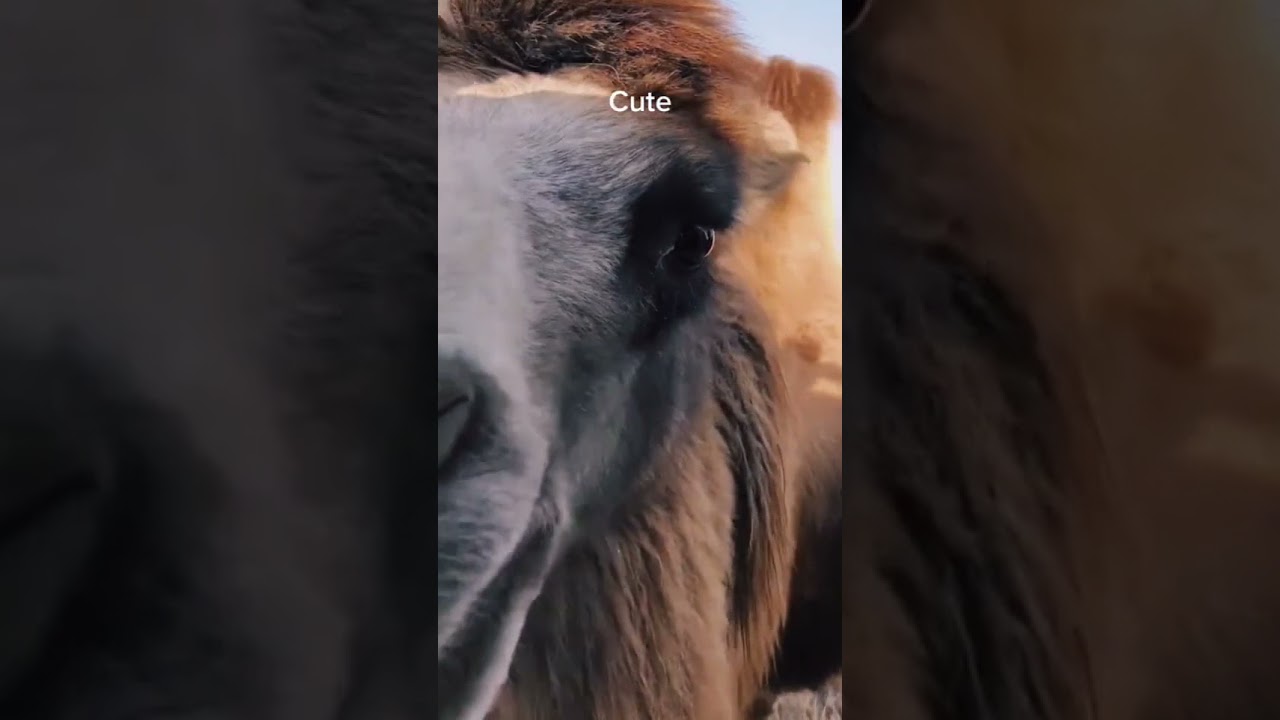 He tried to feed the Camel pizza