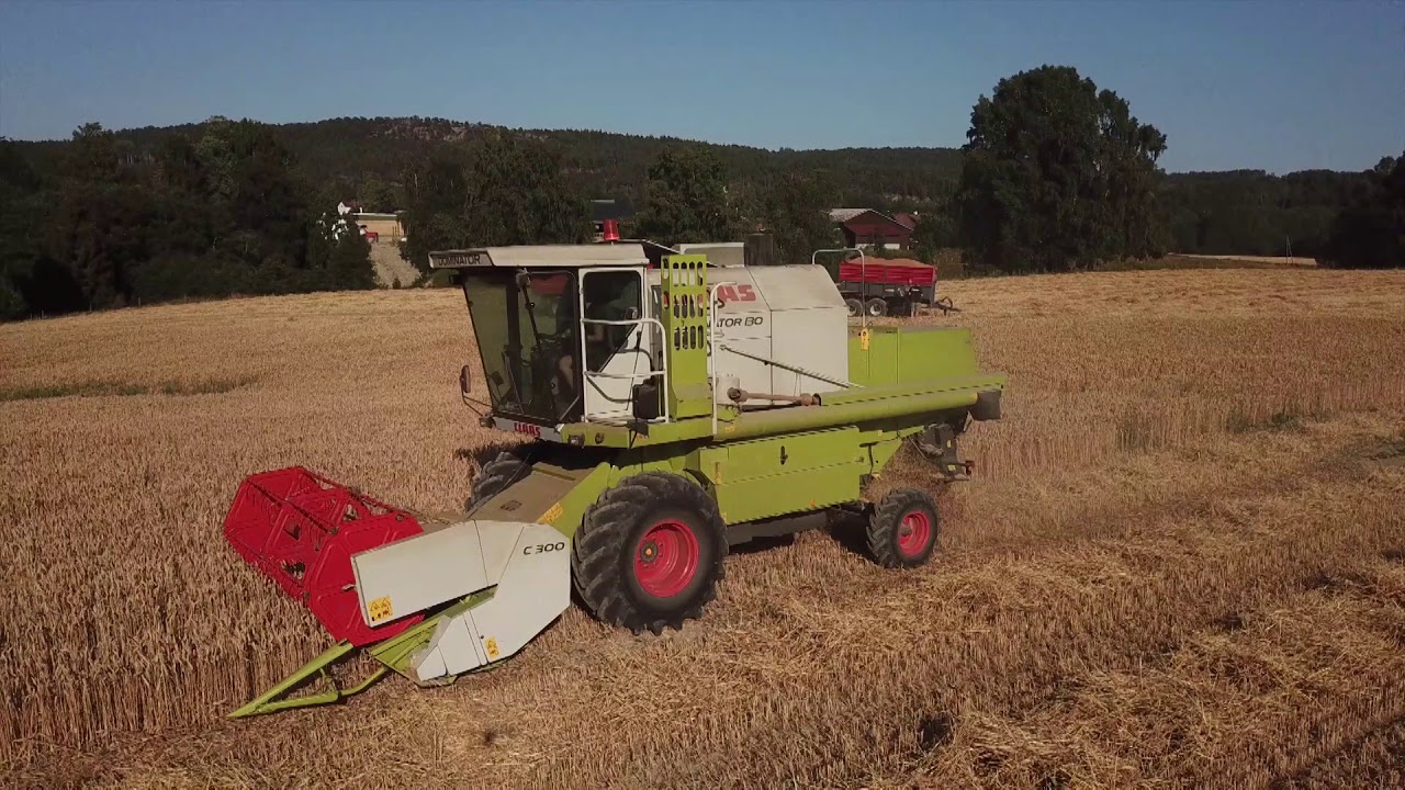 Høstet 700 kilos rugavling med CLAAS DOMINATOR 130