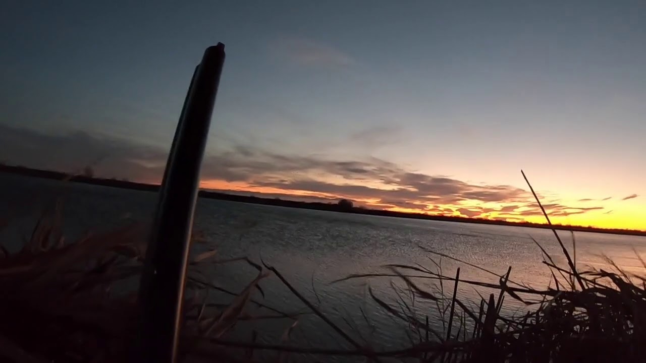 CHASSE AUX CANARDS EN CAMARGUE / LEVÈE D ETANG  ( fin 2020 )