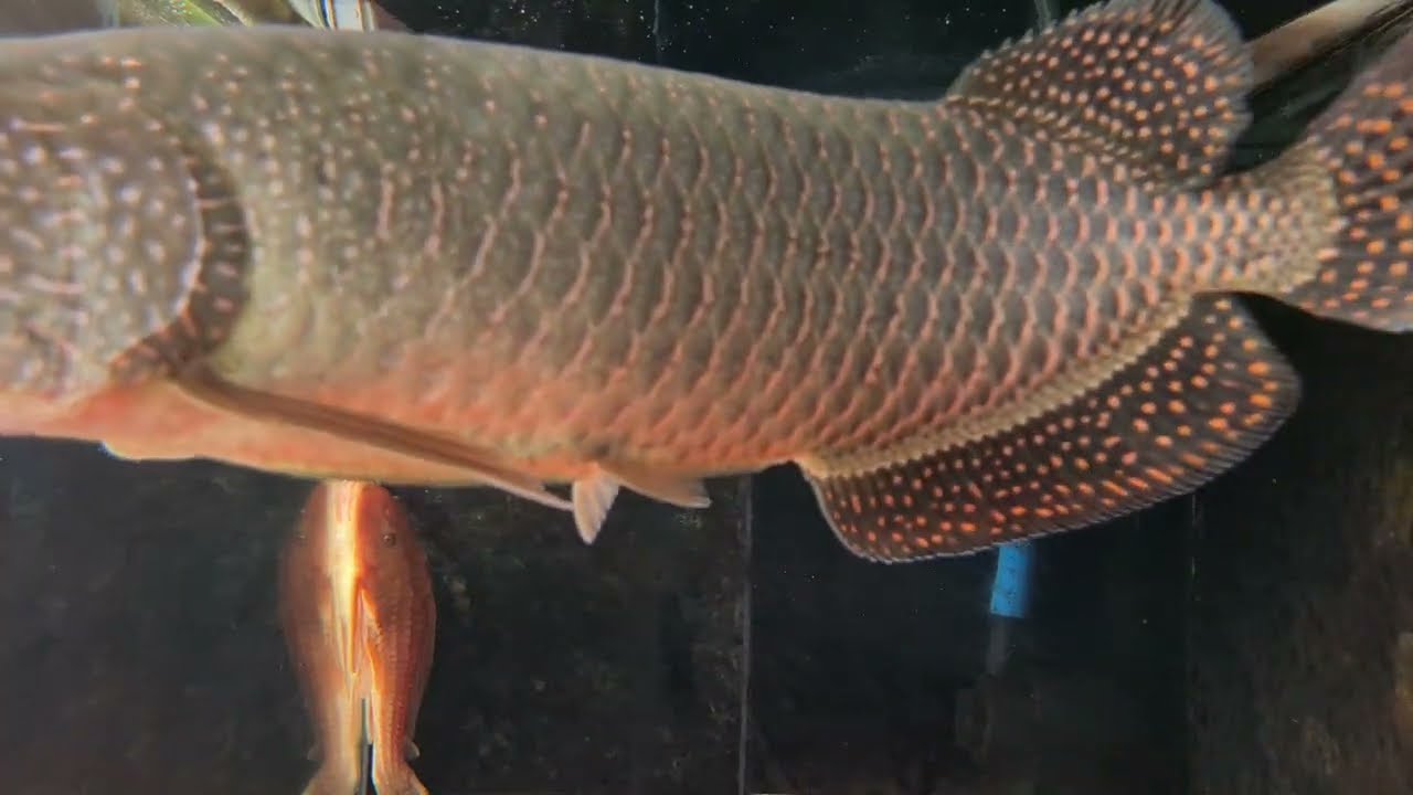 PROGRESS AROWANA JARDINI ON JANUARY 2025