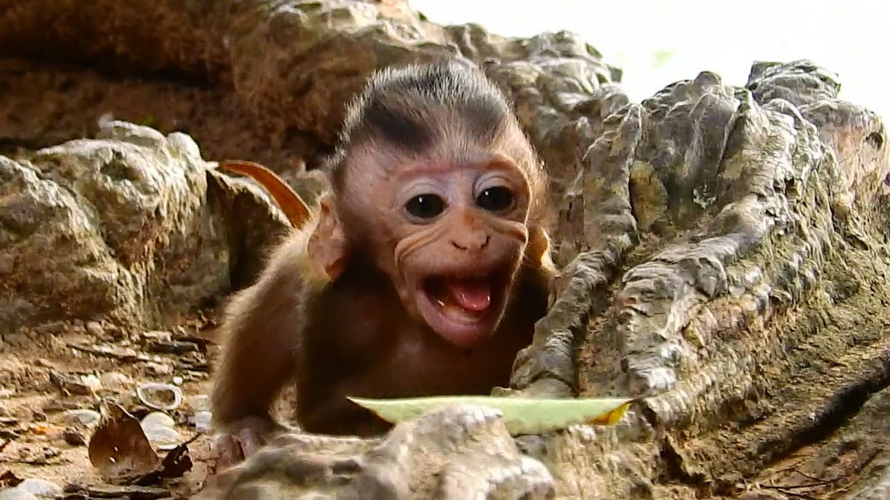 Absolutely Incredible! Poor Baby Monkey Seizure Temper Tantrum Crying Because Angry Kidnapper.