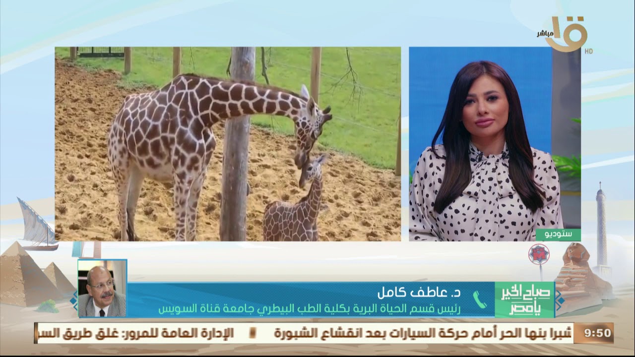 صباح الخير يا مصر | بسبب زواج الأقارب.. قصة أقصر زرافتين في العالم
