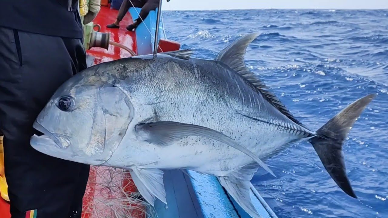 misi membalas dendam setelah dibuli teruk ikan besar bas