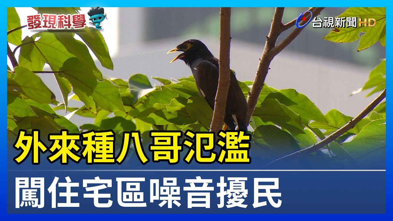 外來種八哥氾濫 闖住宅區噪音擾民【發現科學】