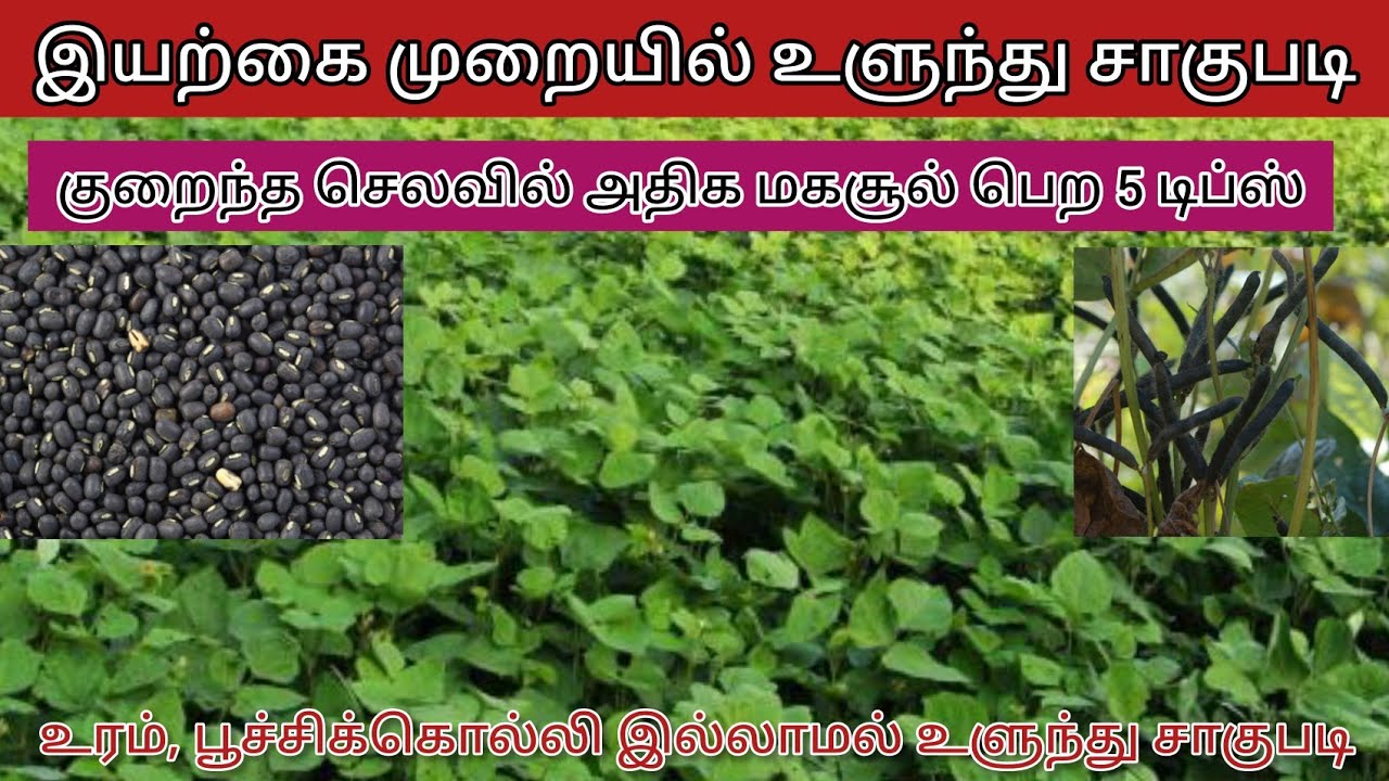 இயற்கை முறை உளுந்து சாகுபடியில் அதிக மகசூல் பெற 5 டிப்ஸ். | 5 Tips to increase yield in Blackgram.