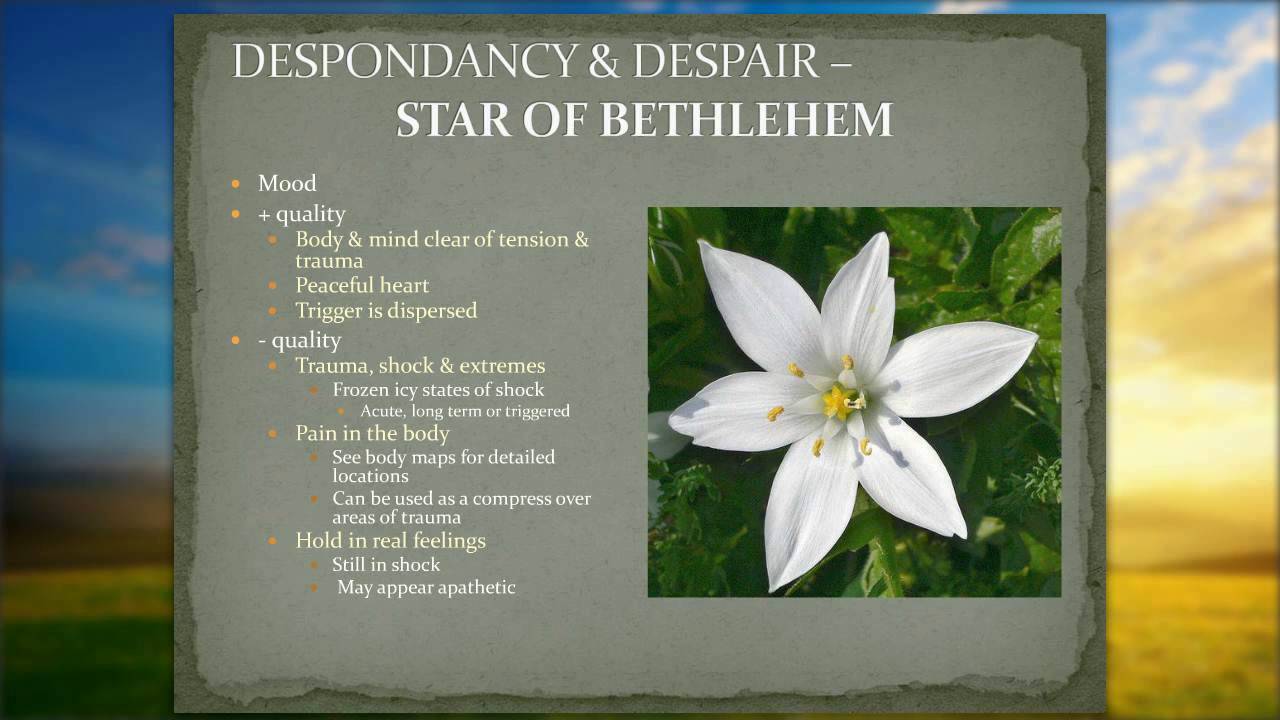 Bach Flower Essences-6- DESPONDENCY & DESPAIR  Quantum Essences