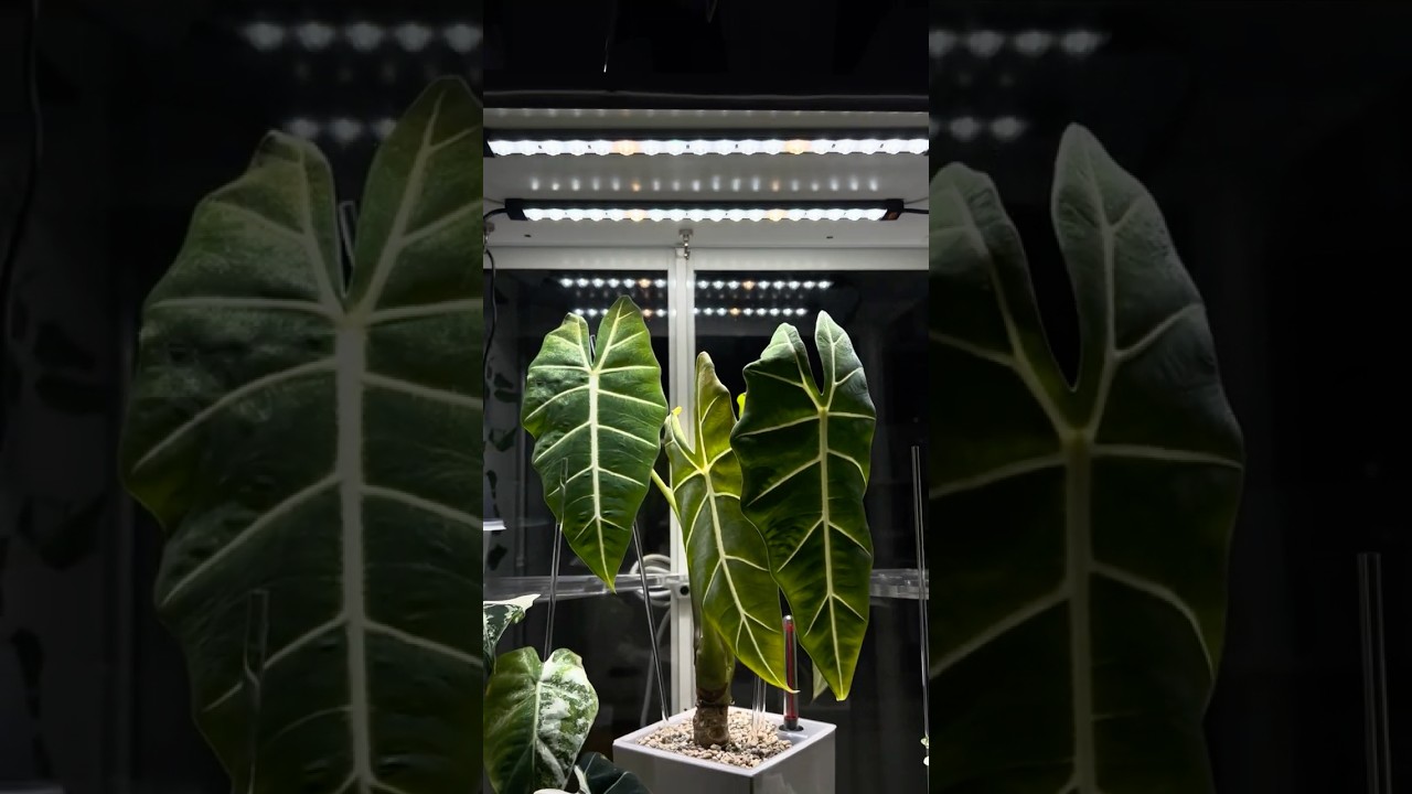 AC Infinity IONBEAM: The Ultimate Grow Light Boost! 🌱💡 #GardeningTips