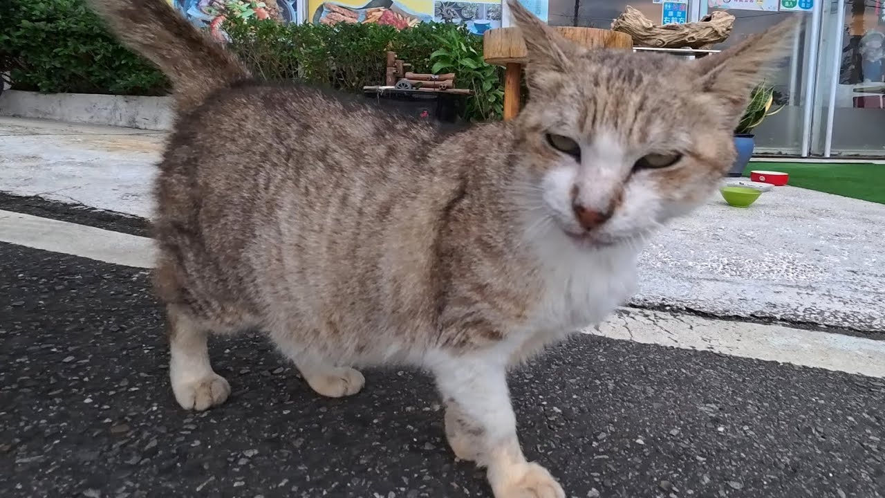 Кот: Я наелся, теперь твоя очередь поиграть со мной! 😻