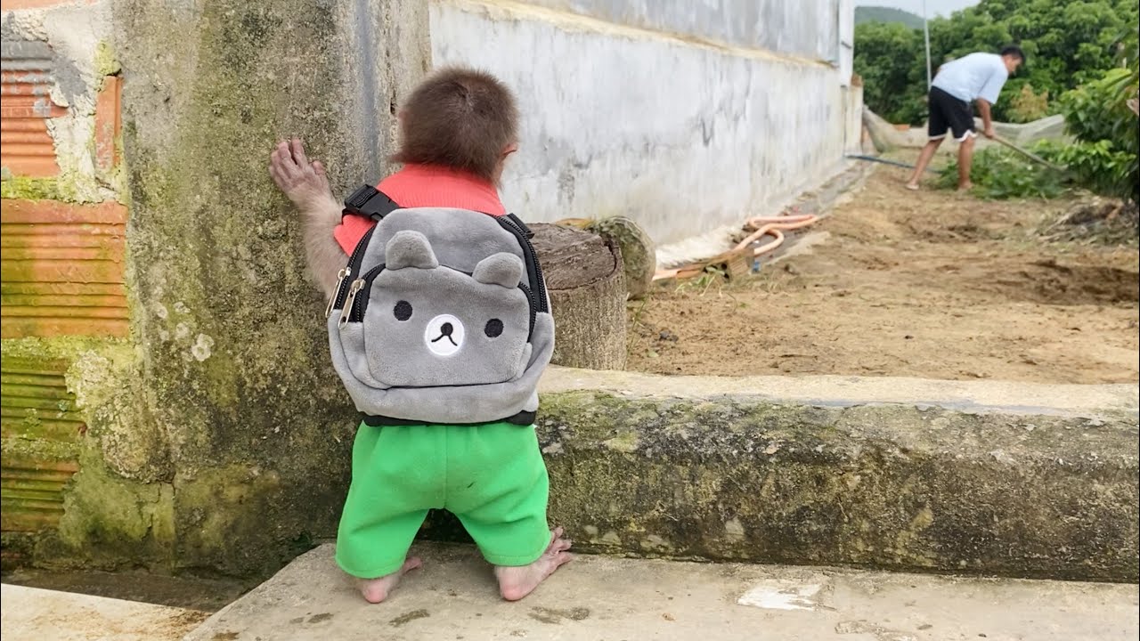Monkey SinSin ran away from home, causing Dad to worry and go looking for him