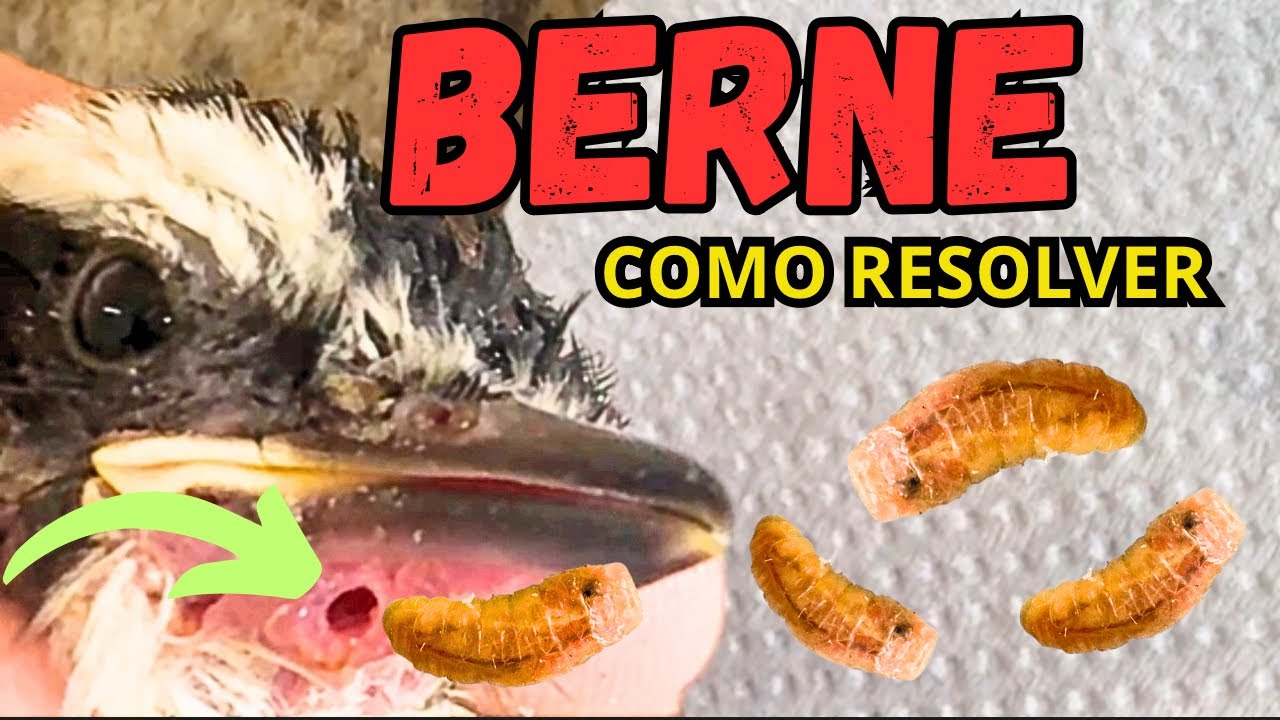 BERNE EM P&Aacute;SSAROS (criadouro Moraes)