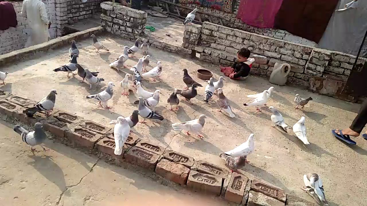 Agra ke kabootar