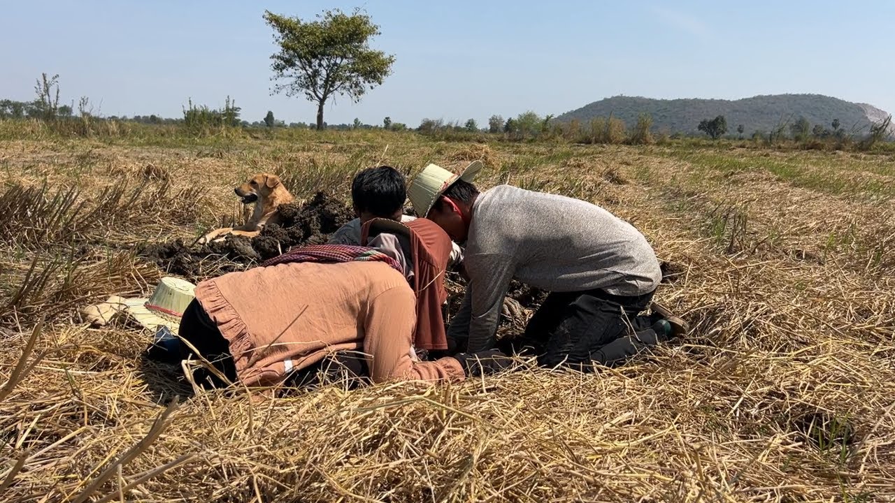 ថ្ងៃនេះ នាំគ្នាជីកអន្ទង់ក្រាំនៅវាលស្រែ ចុងក្រោយមានអីដាច់ផ្ងារ