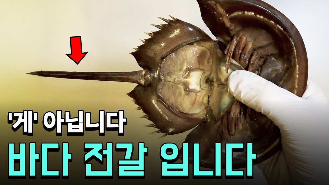 95%가 모르는 투구게의 충격적 정체 ㄷㄷ (갑각류 아님)