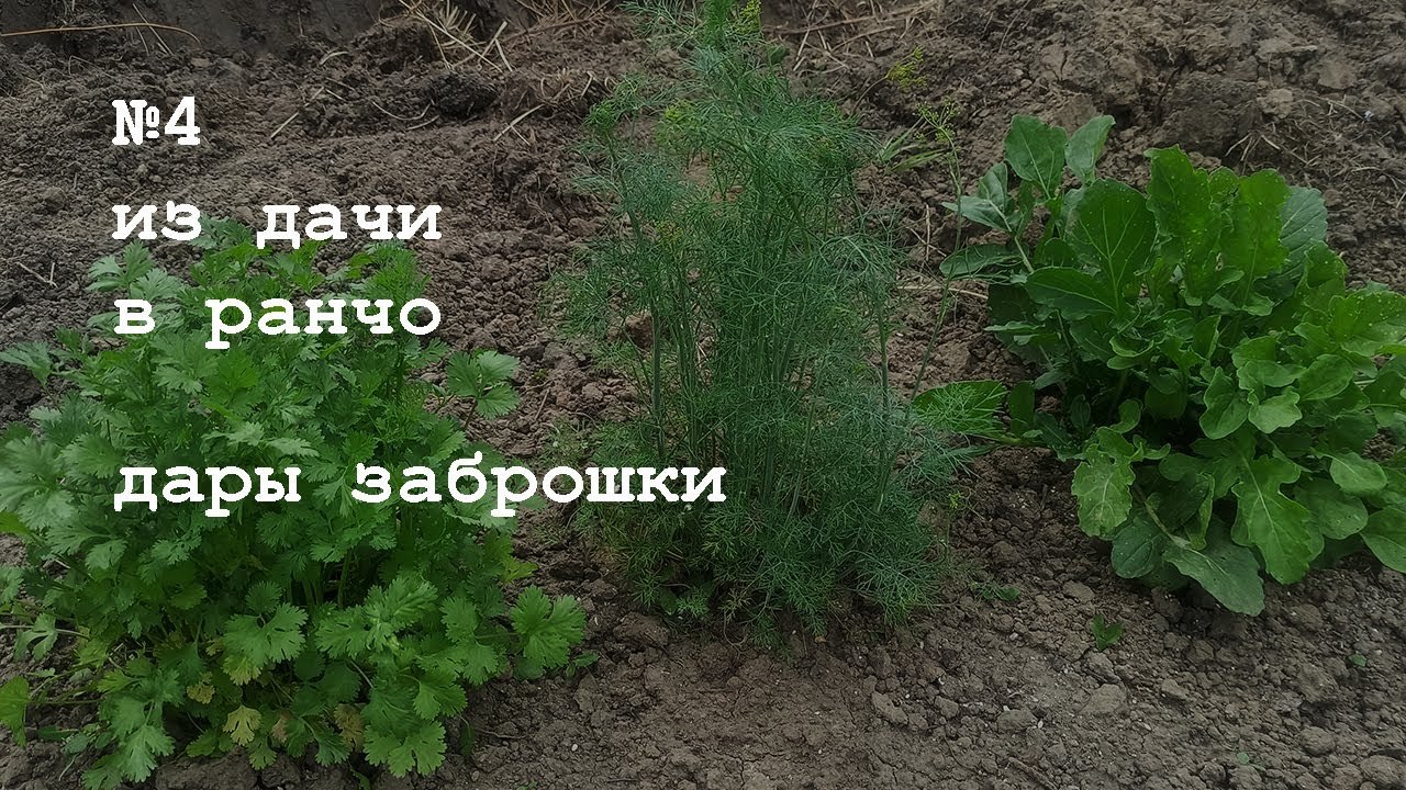 №4 Заброшенная дача и её сокровища. Расчистка участка продолжается. Зелень рассадой. #издачивранчо